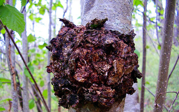 Chaga Mushrooms